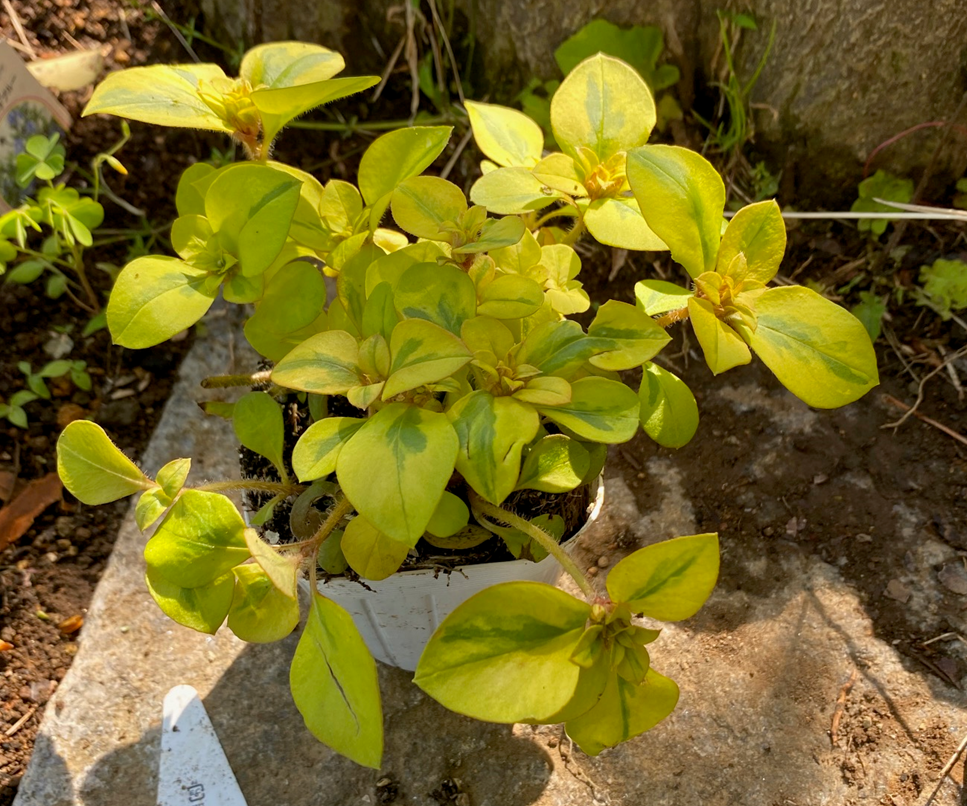 緑と黄色の葉 周囲を明るくする『黄色い葉っぱ（黄金葉）』の植物～実際に育てた