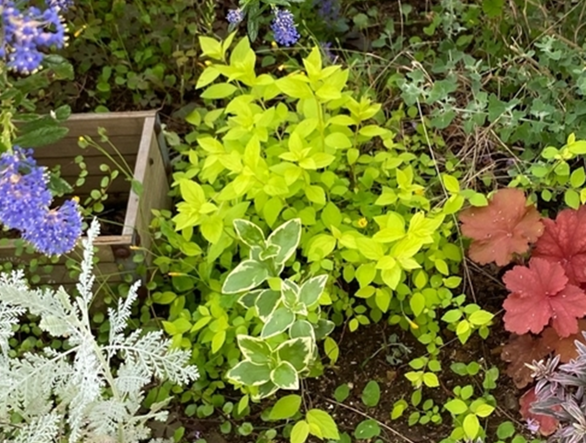 周囲を明るくする『黄色い葉っぱ（黄金葉）』の植物～実際に育てた