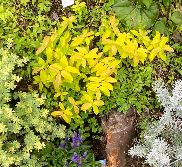 周囲を明るくする『黄色い葉っぱ（黄金葉）』の植物～実際に育てた