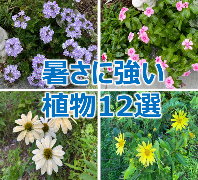夏の暑さ・多湿に強い！おすすめ植物（草花中心に、1年草・宿根草・小低木）まとめ12選 - パパの手間いらず庭づくり＋