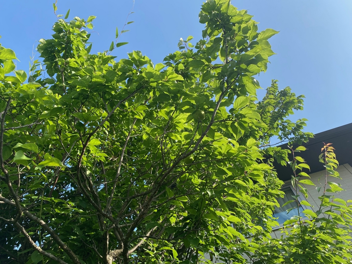 梅の実】自宅の梅の木から脚立，高枝切りバサミを使って青梅を収穫（梅