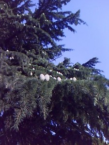 f:id:enpark:20080804075110j:image