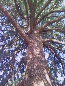 f:id:enpark:20080804075111j:image