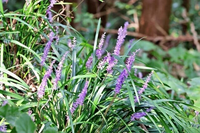 【夜間飛行】は実在する?『メアリと魔女の花』モデルとなった花とは？サマームスカリ