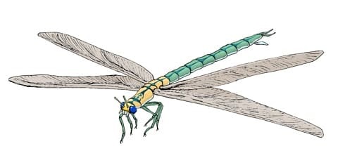 デイナの恐竜図鑑4、メガネウラ