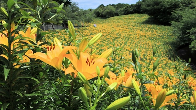 【相関図つき】『あの花が咲く丘で、君とまた出会えたら。』あらすじ&キャスト【伊藤健太郎や出口夏希が演じたのは,どんな役?】