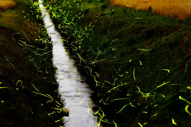 【相関図つき】『火垂るの墓』あらすじ&キャスト【清太役&節子役,おばさんの声優はどんな人?】