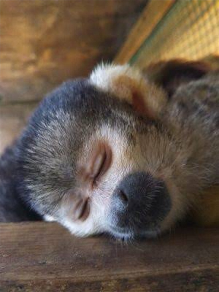 f:id:entothu:20190915151656j:image