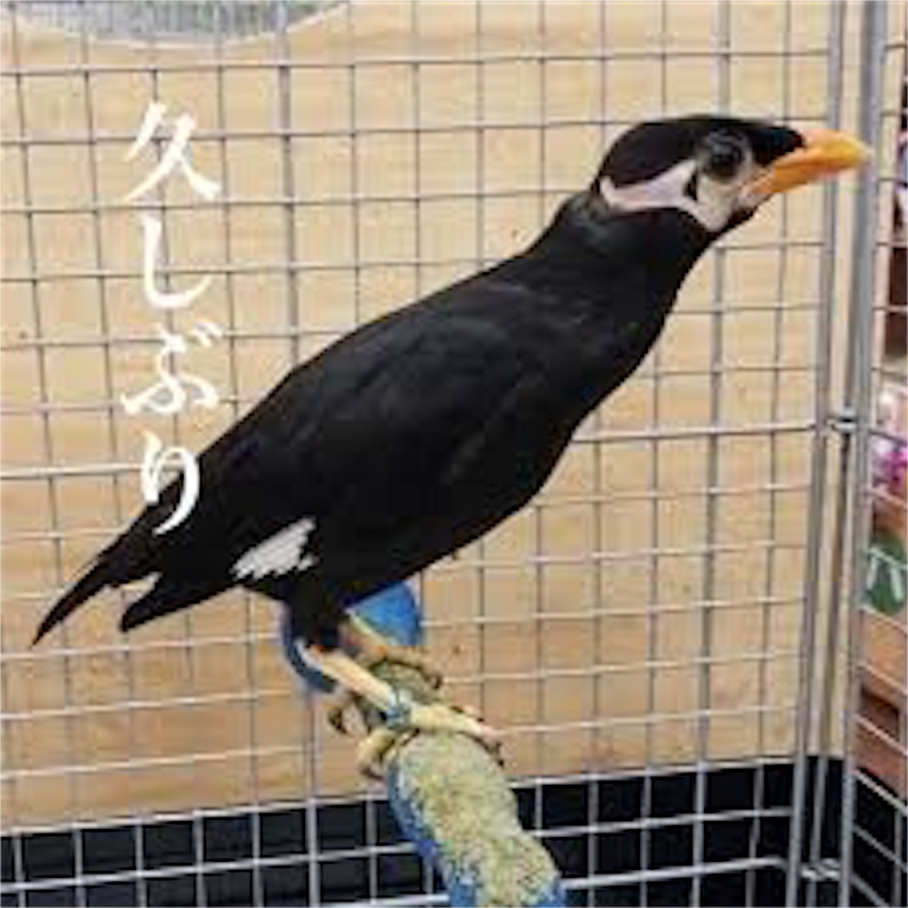f:id:entothu:20191124133951j:image
