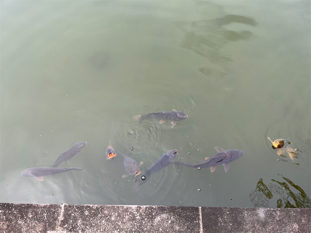 f:id:entothu:20220424101037j:image f:id:entothu:20220424101037j:image