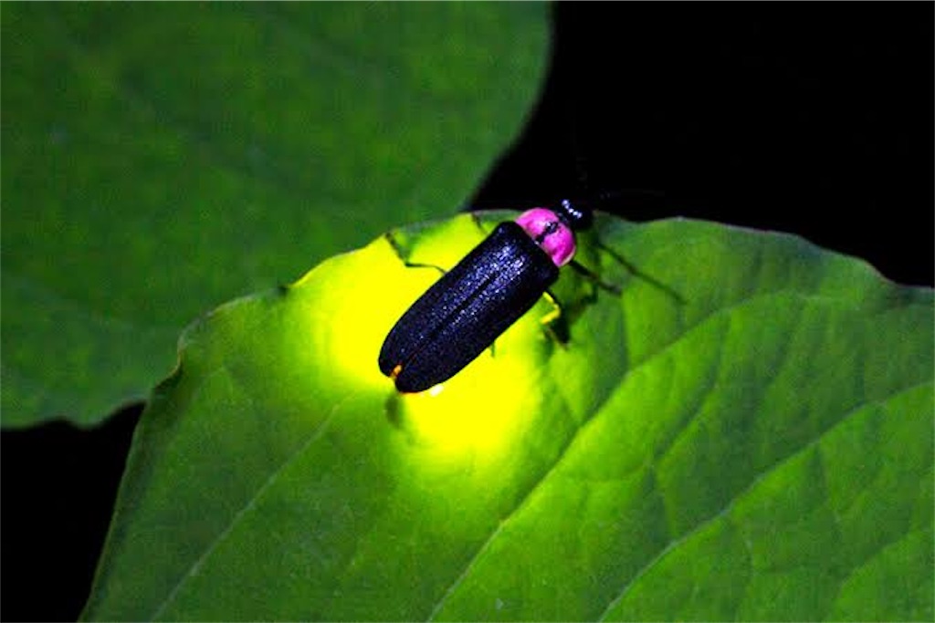 f:id:entothu:20220723150851j:image f:id:entothu:20220723150851j:image