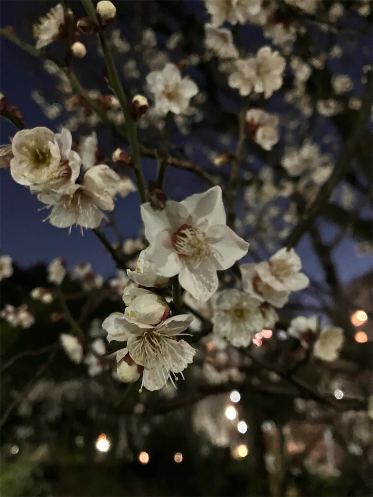 f:id:entsunagi705:20250126055728j:image f:id:entsunagi705:20250126055728j:image