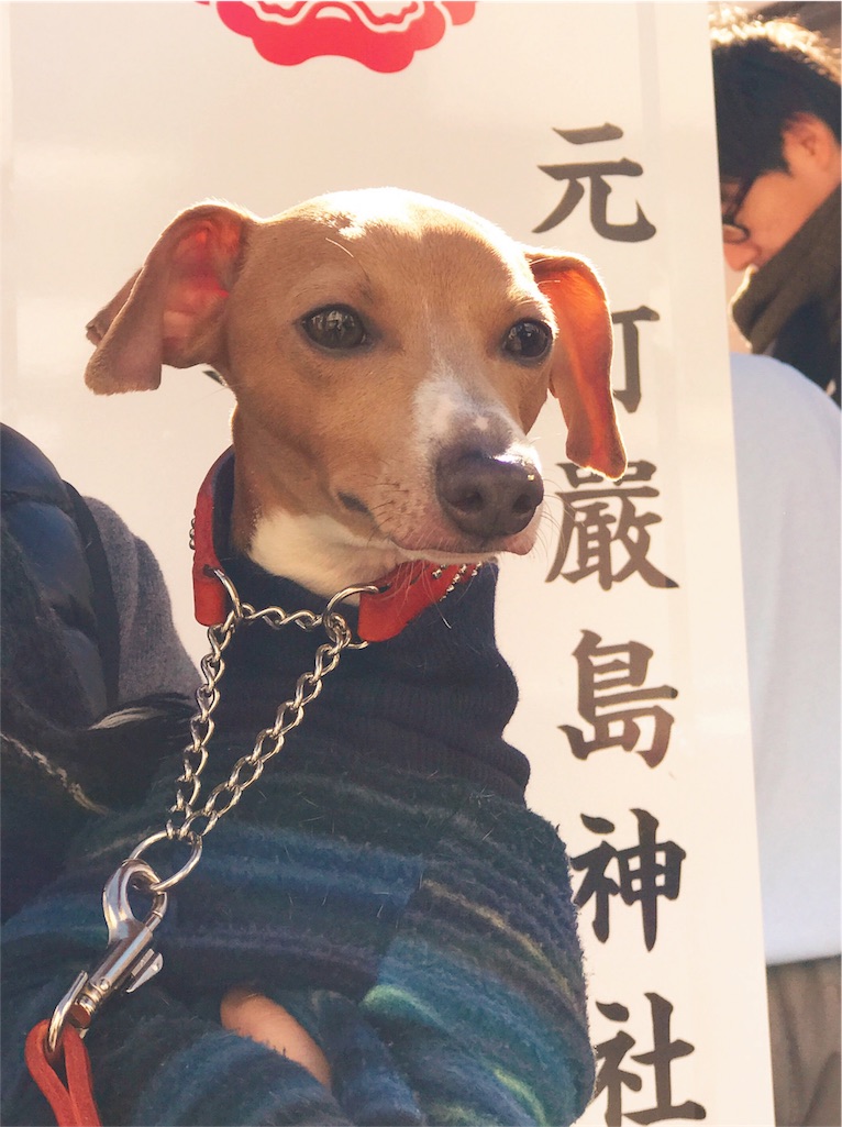 f:id:enzo_diary:20170102112729j:image