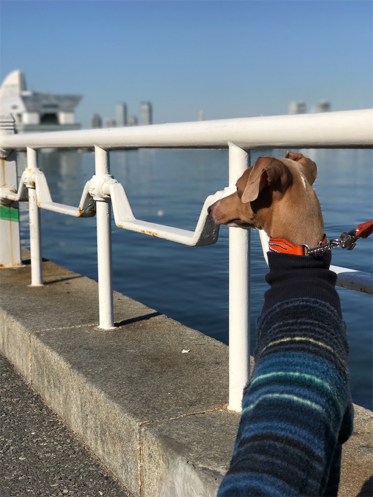 f:id:enzo_diary:20170102113132j:image