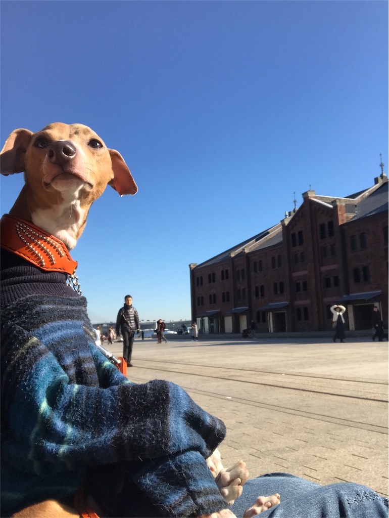f:id:enzo_diary:20170102113334j:image