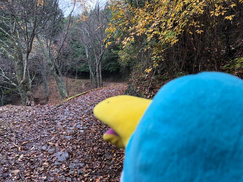 f:id:eo64air:20181113141442j:plain