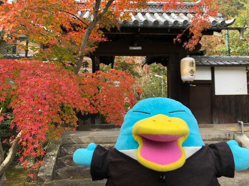 f:id:eo64air:20181124105932j:plain