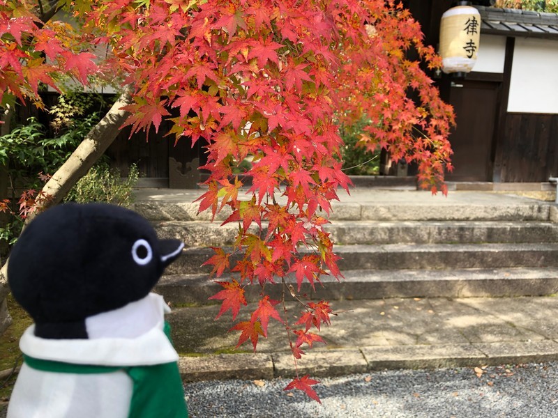 f:id:eo64air:20181124105957j:plain