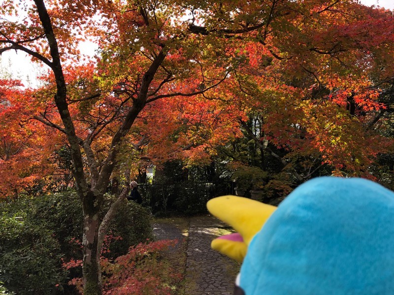 f:id:eo64air:20181124110211j:plain