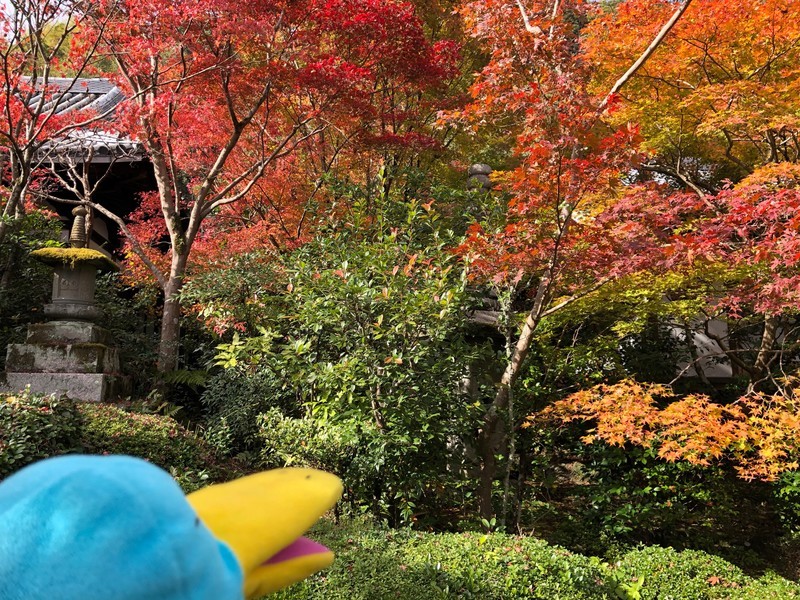f:id:eo64air:20181124110224j:plain