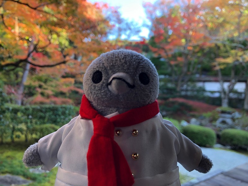 f:id:eo64air:20181124144109j:plain