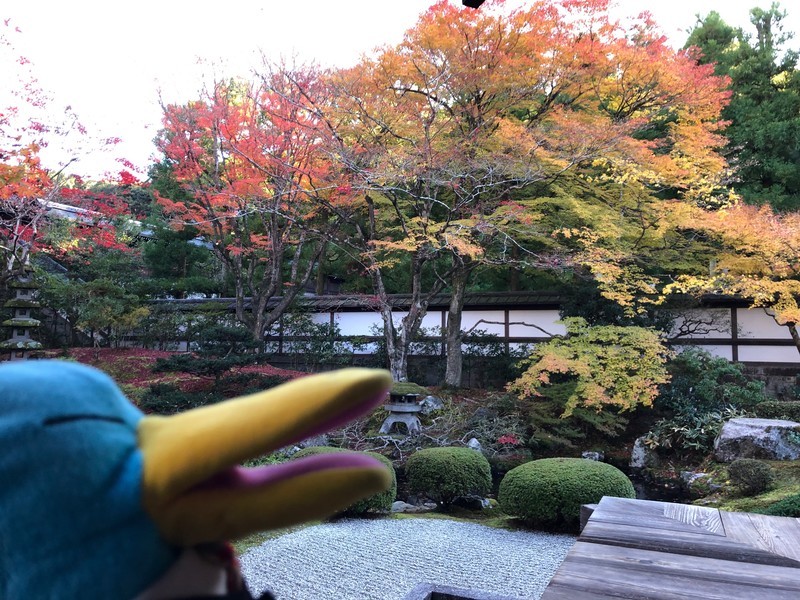 f:id:eo64air:20181124144247j:plain