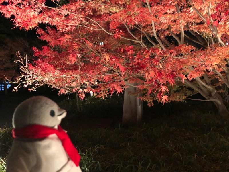 f:id:eo64air:20181124193608j:plain f:id:eo64air:20181124193608j:plain