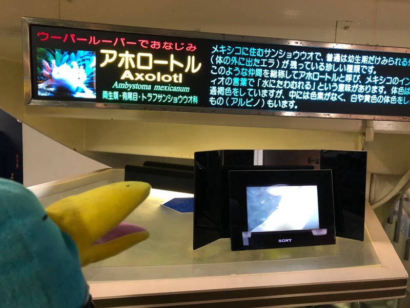 f:id:eo64air:20190402151646j:plain