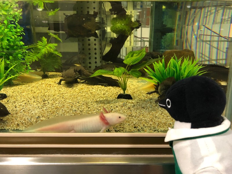 f:id:eo64air:20190402151716j:plain