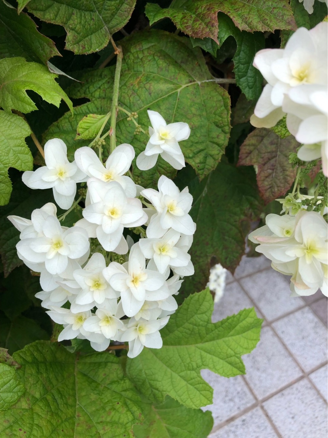 f:id:eonigiri-5656:20190819234912j:image f:id:eonigiri-5656:20190819234912j:image
