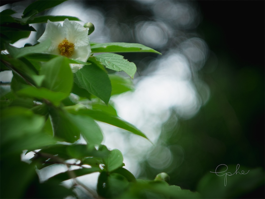 f:id:ephemeral0124:20200703200253j:image