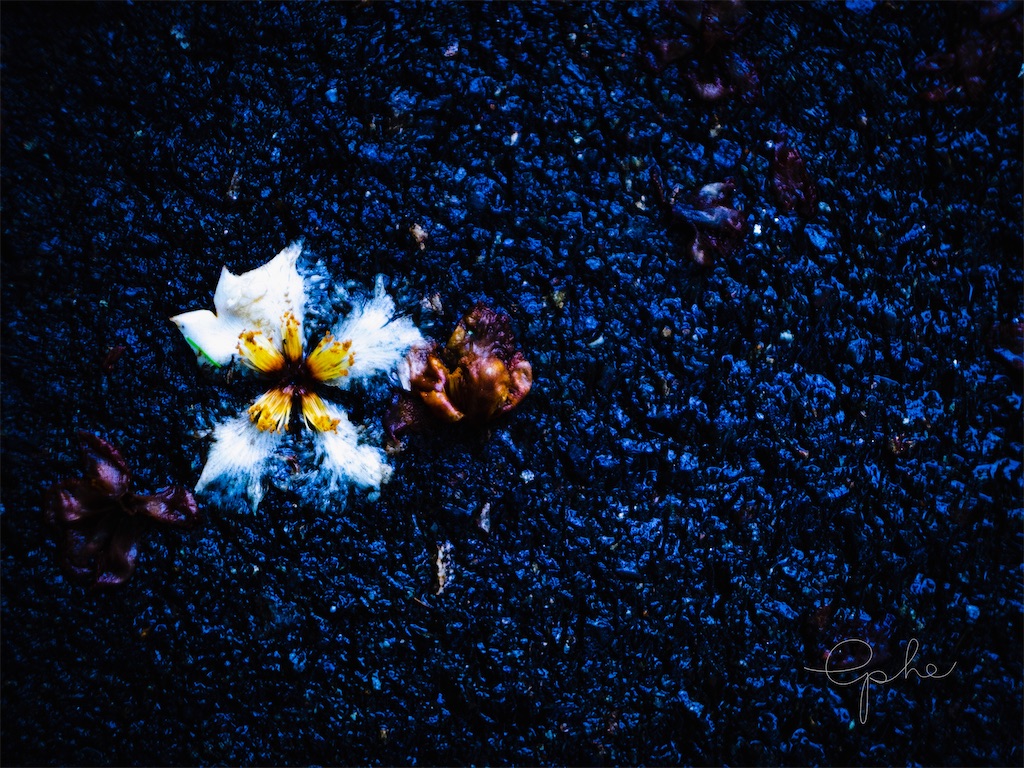 f:id:ephemeral0124:20200703200309j:image