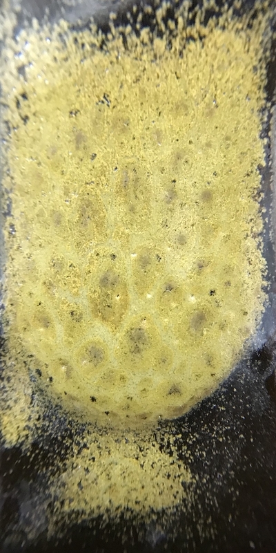 f:id:epidemic_glazes:20210421221925j:plain