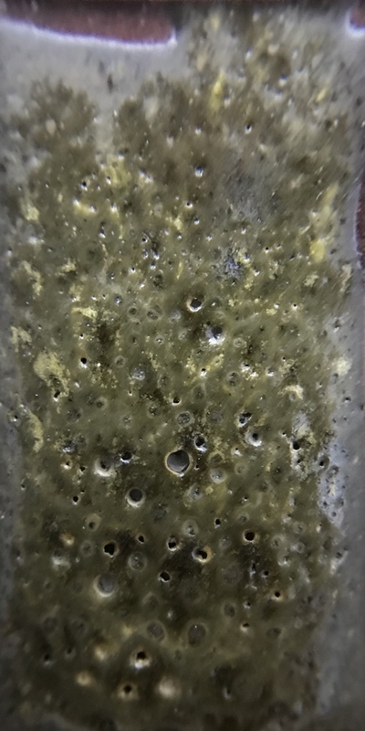 f:id:epidemic_glazes:20210421222045j:plain