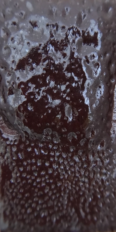 f:id:epidemic_glazes:20210430080316j:plain