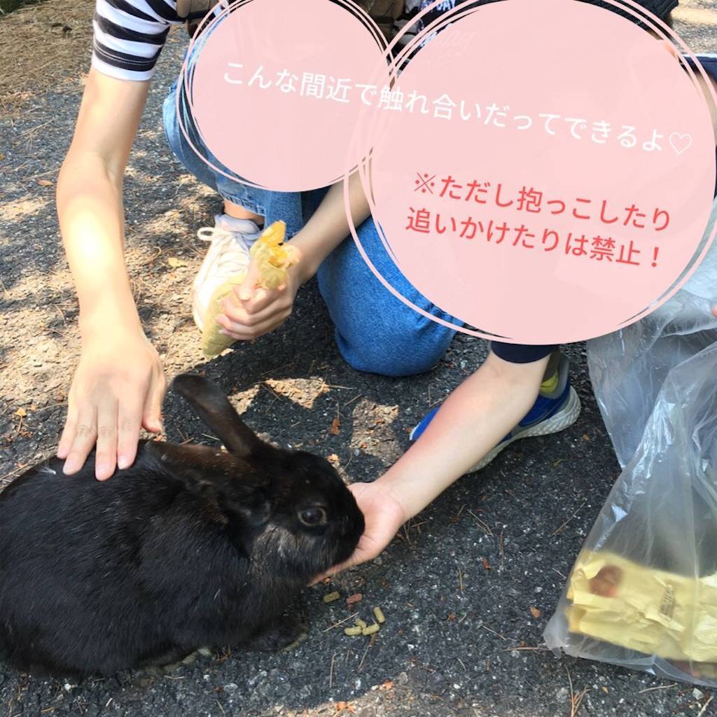 広島のうさぎ島へ行ってきたよ Gwは大久野島で動物とのふれあいを楽しみました 選びながら生きていく