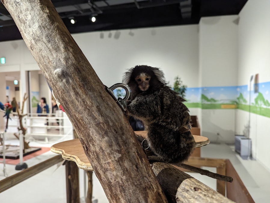 ふれあい動物園と北九州 - いつでも会える：パパ編