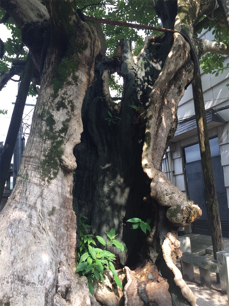 f:id:epokopoko:20210213095835j:image