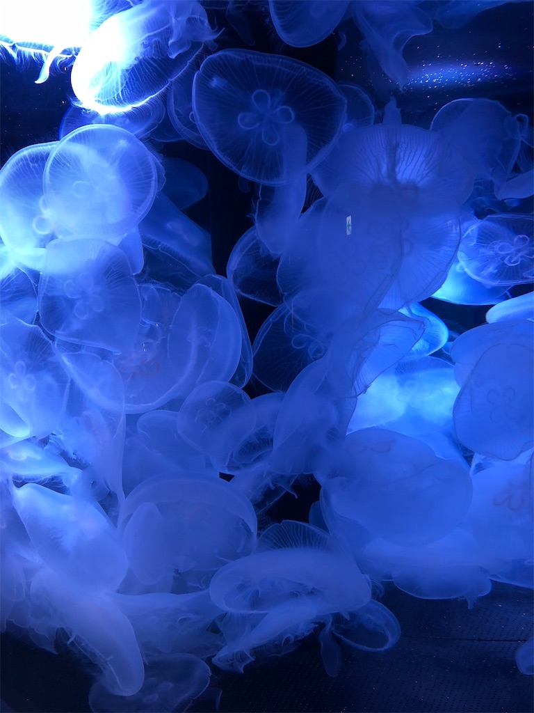 f:id:epokopoko:20210528053314j:image