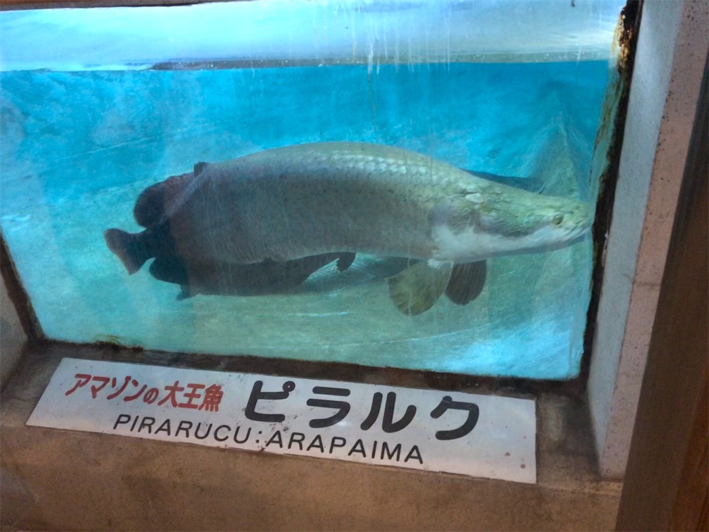 f:id:epokopoko:20210719185814j:image f:id:epokopoko:20210719185814j:image