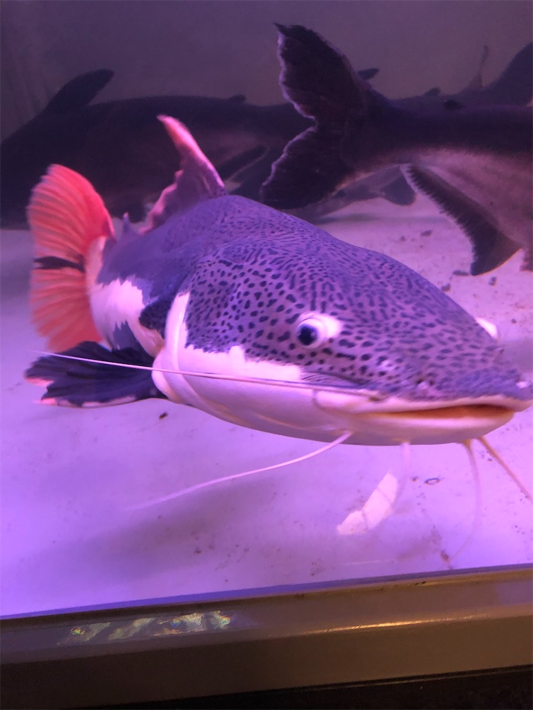 f:id:epokopoko:20210719190042j:image f:id:epokopoko:20210719190042j:image