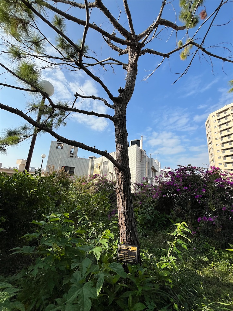 f:id:epokopoko:20240216211853j:image