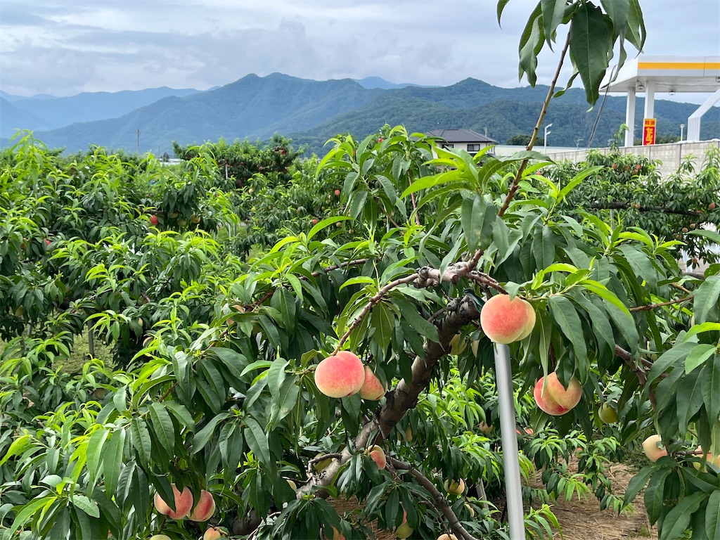 f:id:epokopoko:20240718085440j:image