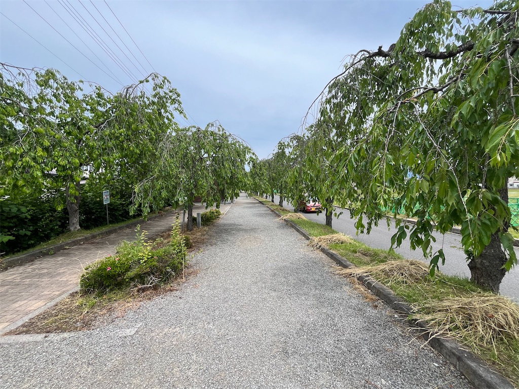 f:id:epokopoko:20250608044152j:image