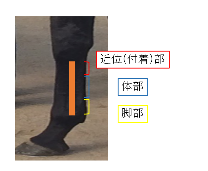 suspensory ligament