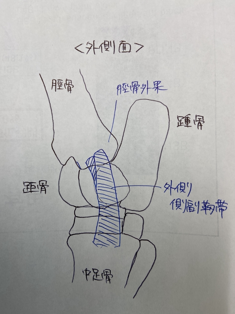 collateral ligament