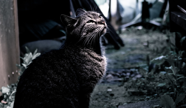 f:id:equipmentalism:20190220150426p:plain f:id:equipmentalism:20190220150426p:plain