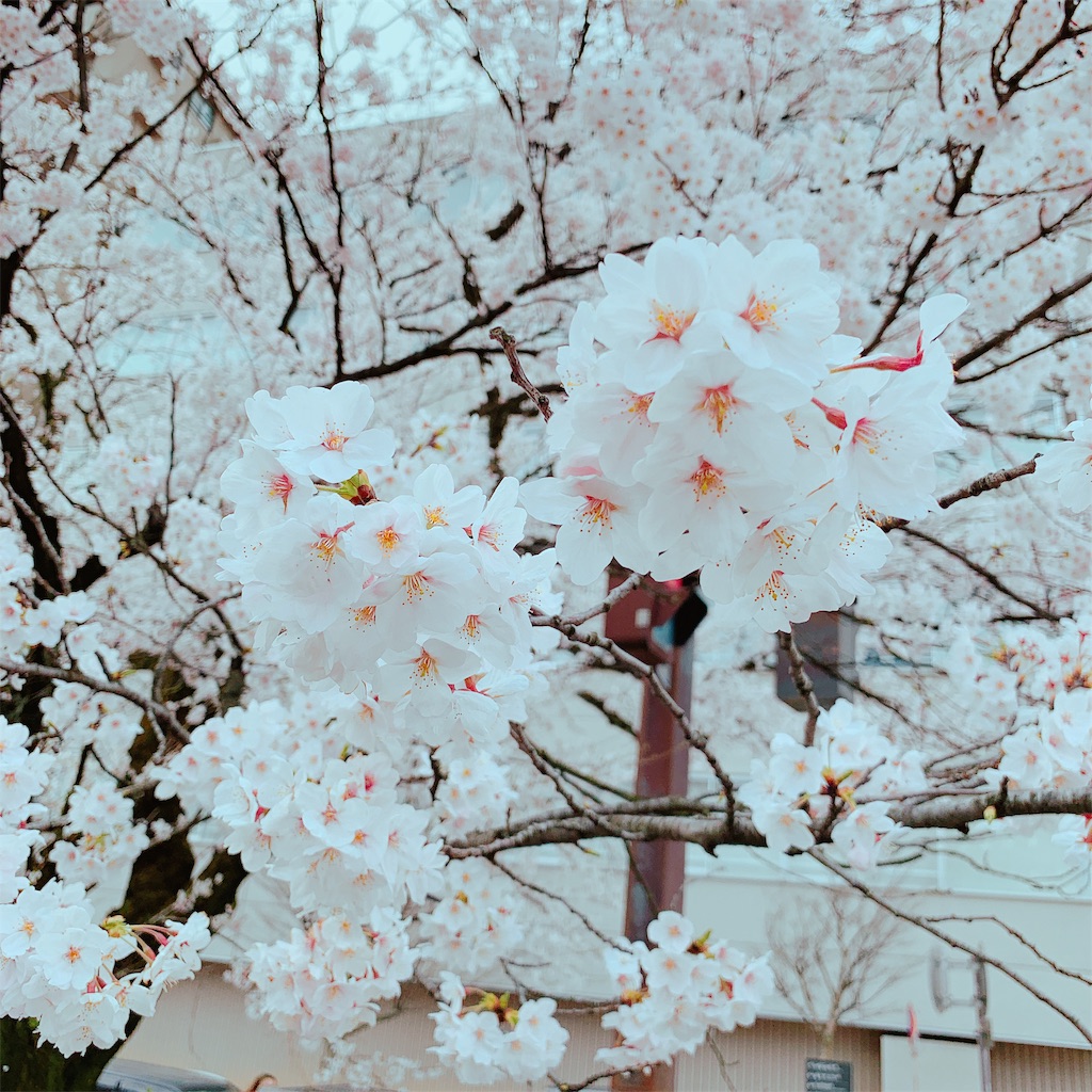 f:id:eri-imamachi:20190410144420j:image f:id:eri-imamachi:20190410144420j:image