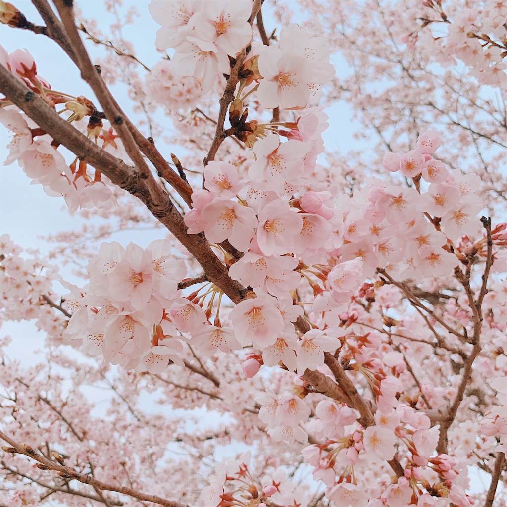 f:id:eri-imamachi:20190410145134j:image f:id:eri-imamachi:20190410145134j:image