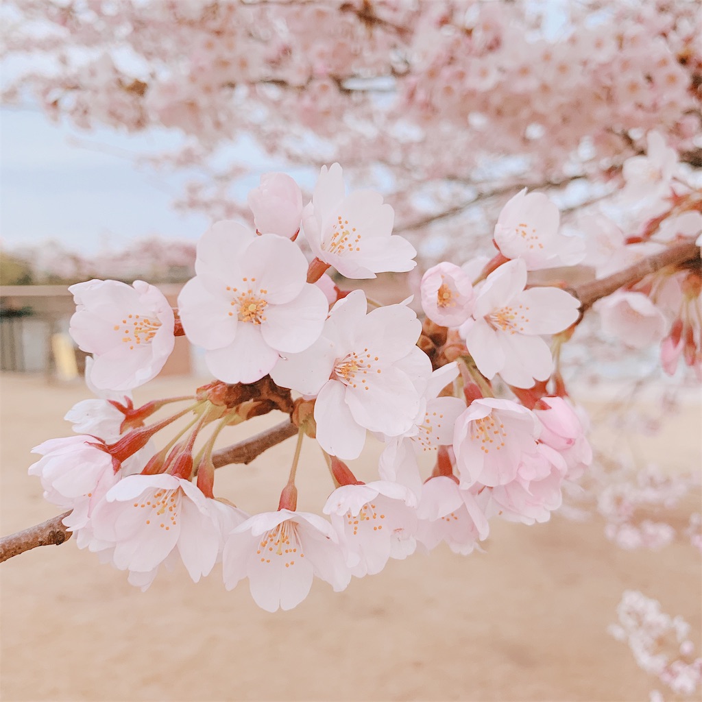 f:id:eri-imamachi:20190410145139j:image f:id:eri-imamachi:20190410145139j:image
